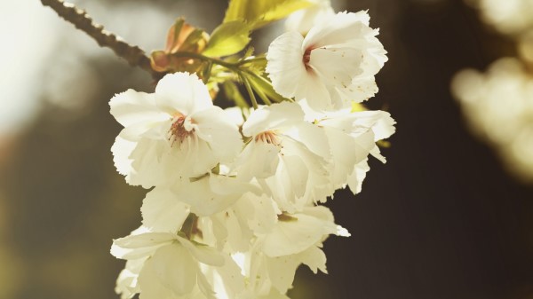 Branch Flowers Flowering Spring Wallpaper