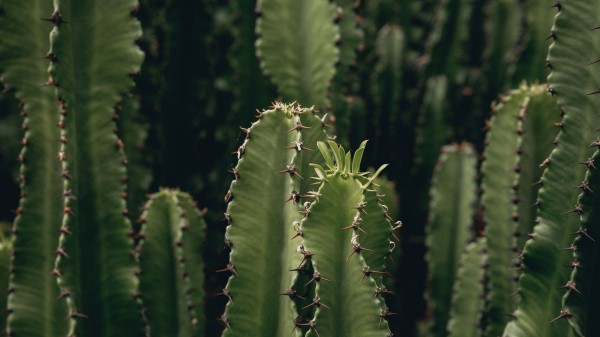 Cactus Plant Spiny Wallpaper