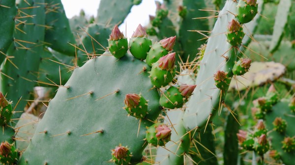 Cactus Succulent Thorns wallpaper
