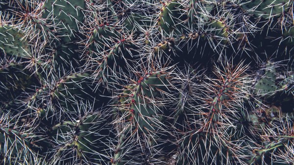 Cactus Thorns Houseplant Wallpaper