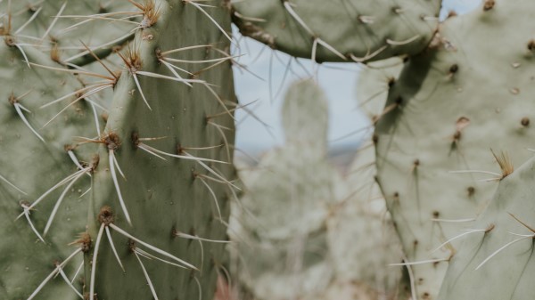 Cactus Thorns Needles wallpaper