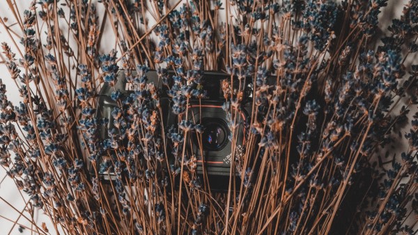 Camera Lavender Flowers Wallpaper