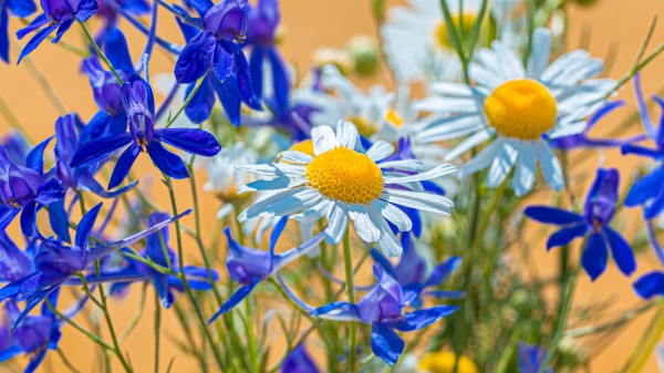 Chamomile Consolida Flower Wallpaper