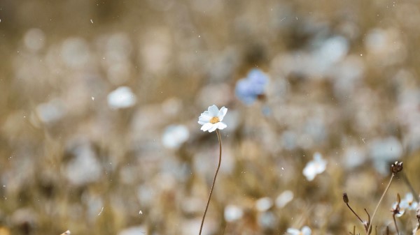 Chamomile Flower Macro wallpaper
