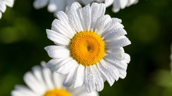 Chamomile Flowers Petals Wallpaper