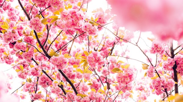 Cherry Flowers Flowering Tree Wallpaper