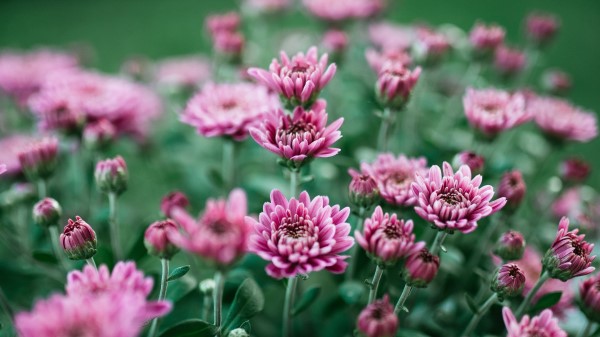 Chrysanthemum Flower Bloom Wallpaper