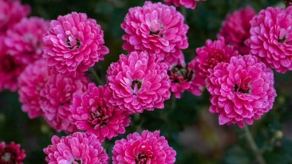 Chrysanthemum Flowers Pink Image wallpaper