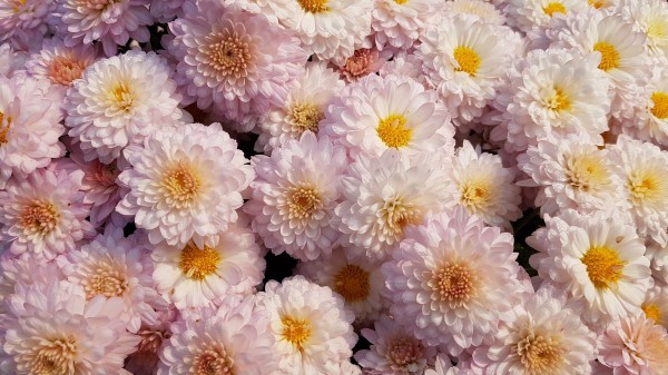 Chrysanthemums Flowers Pink Image wallpaper