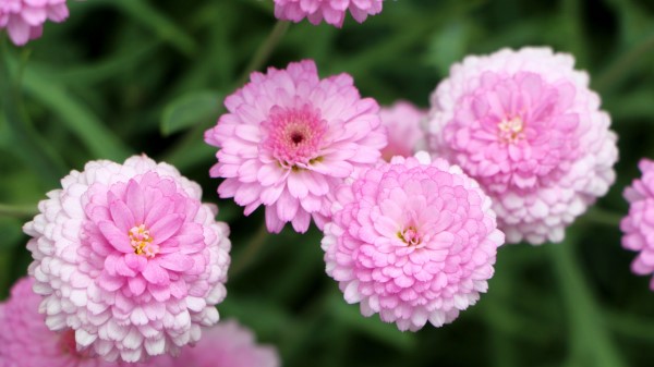 Chrysanthemums Flowers Pink wallpaper