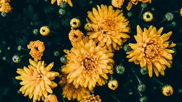 Chrysanthemums Yellow Flowers Wallpaper