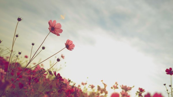 Cosmos Flower Bloom Wallpaper
