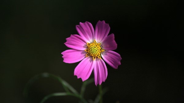 Cosmos Flower Pink Image Wallpaper