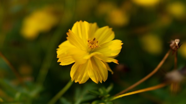 Cosmos Yellow Flower Wallpaper