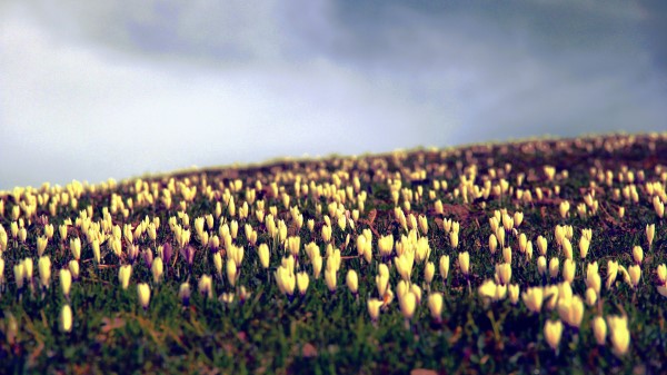 Crocus Flowers Field Sky Wallpaper