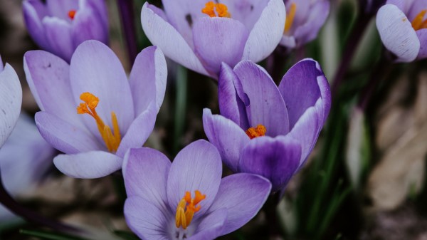 Crocus Lilac Bloom Wallpaper