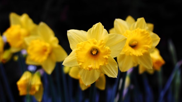 Daffodil Flowering Yellow Wallpaper