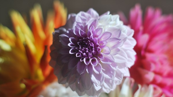 Dahlia Bud Petals Wallpaper