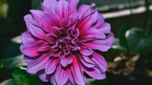 Dahlia Flower Purple Image Wallpaper