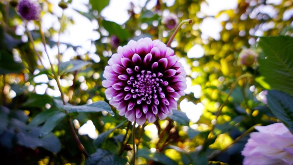 Dahlia Flower Purple wallpaper