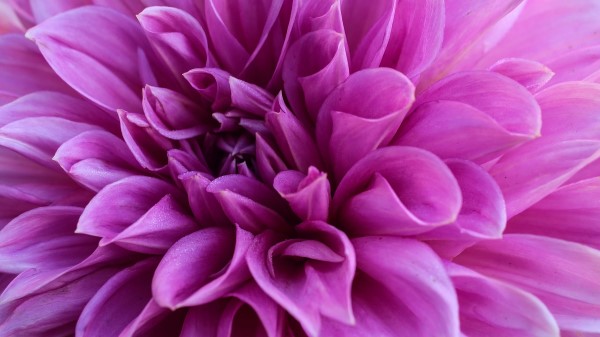 Dahlia Petals Flower Wallpaper