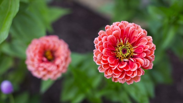 Dahlias Flower Petals Wallpaper