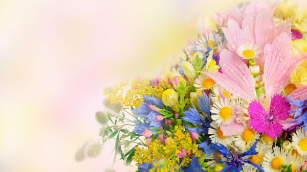 Daisies Cornflowers Carnations Flower Field Drops wallpaper