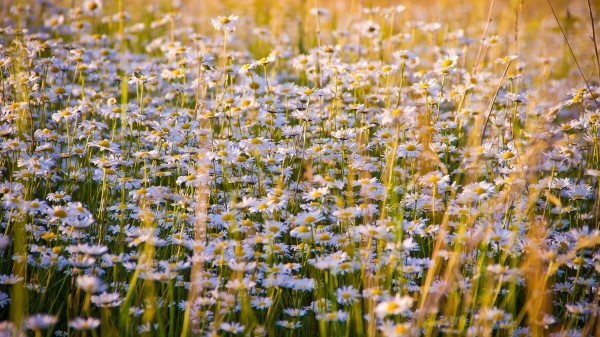 Daisies Flowers Field Lots Wallpaper