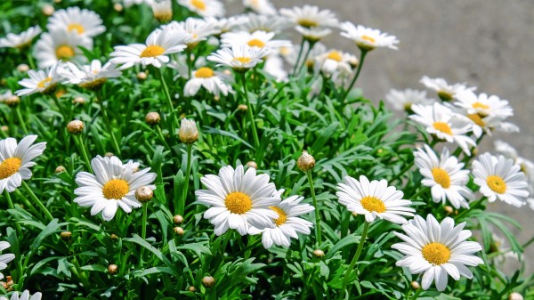 Daisies Flowers Flowerbed  4k Wallpaper
