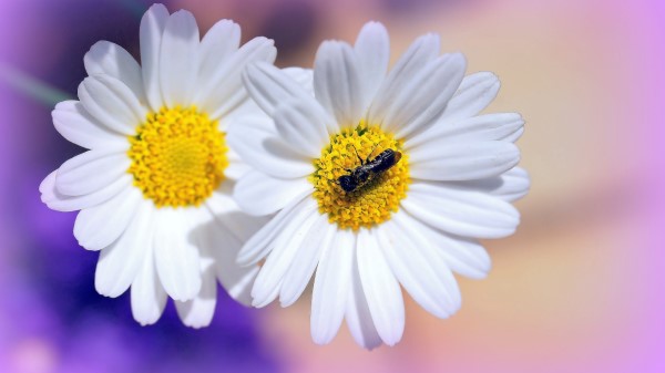 Daisies Flowers Insects wallpaper