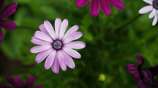 Daisies Flowers Petals Image Wallpaper