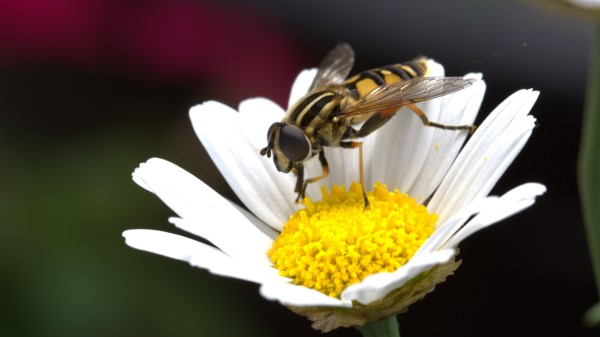 Daisy Bee Flower Pollination wallpaper