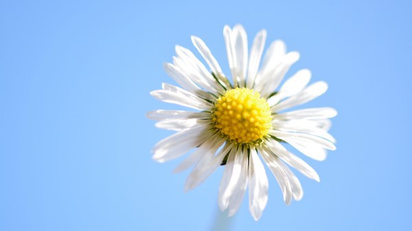 Daisy Flower Petals Close Up wallpaper