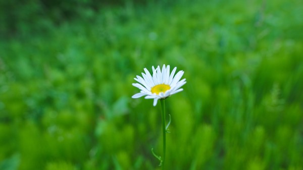 Daisy Flower White Wallpaper