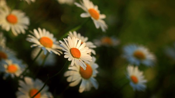 Daisy Flowers Blur Stems Wallpaper