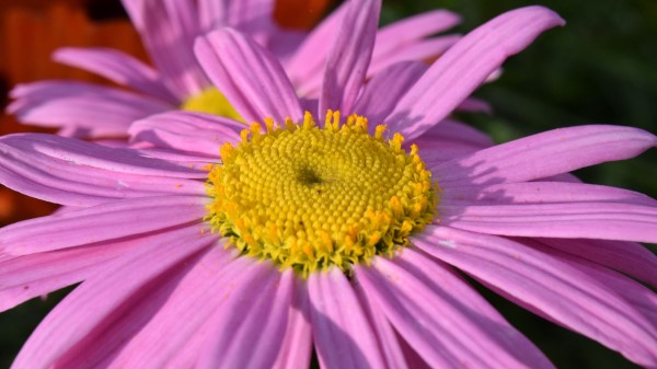 Daisy Viola Flower Petals Wallpaper
