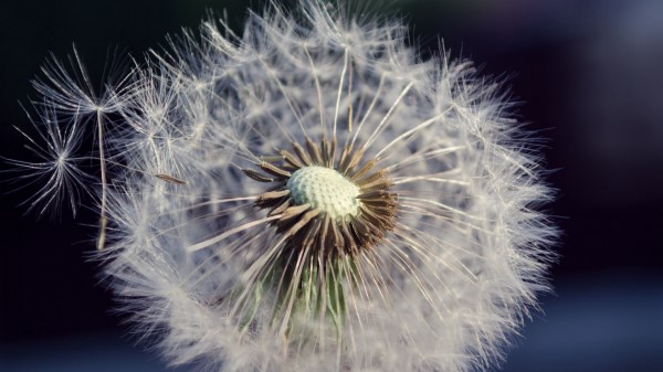 Dandelion Flower Fluff wallpaper