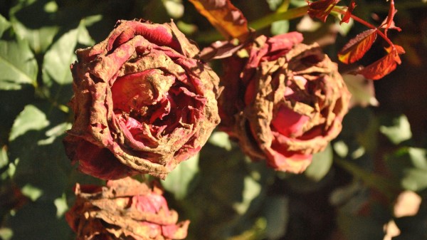 Dry Rose Branch Petals Buds Wallpaper