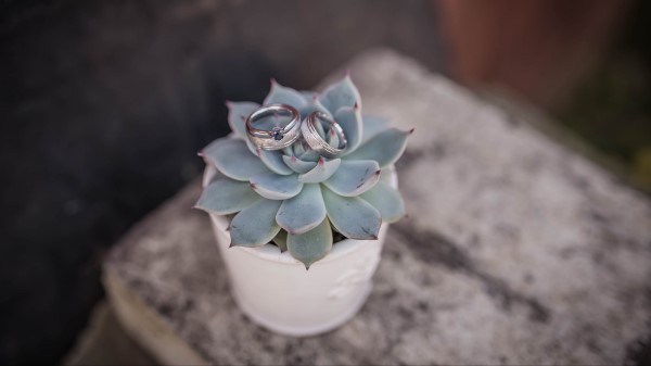 Echeveria Succulent Rings Wedding Wallpaper