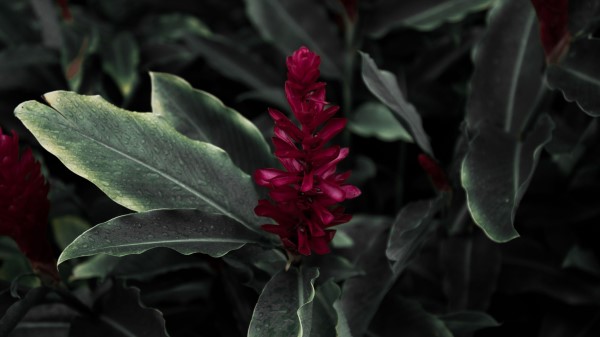 Flamingo Flower Jacobinia Justicia Carnea Wallpaper
