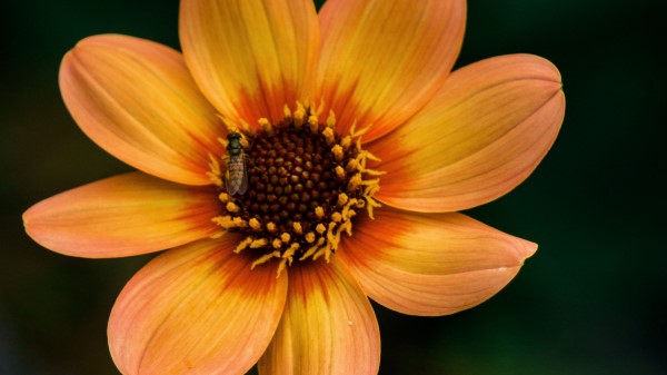 Flower Bloom Plant Wallpaper