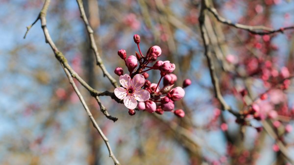 Flower Bloom Spring Image Wallpaper