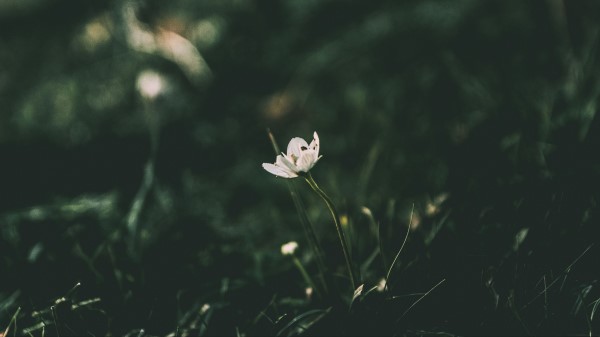Flower Blur Stem Wallpaper