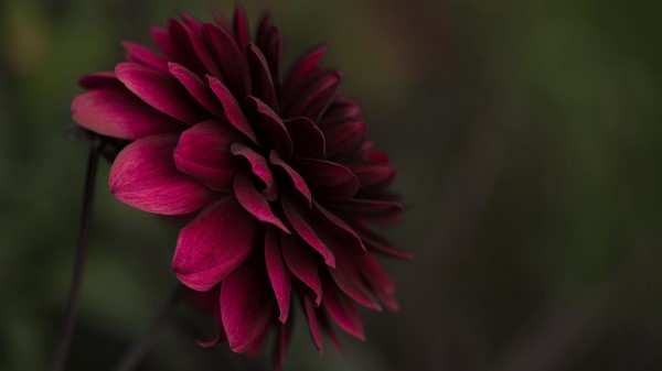 Flower Bud Petals Blur Wallpaper