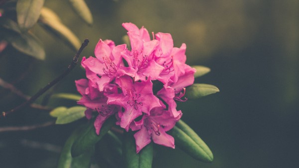 Flower Bud Petals Bright Wallpaper