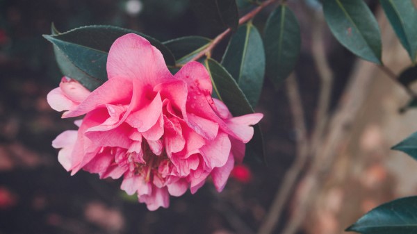 Flower Bud Petals Pink Wallpaper