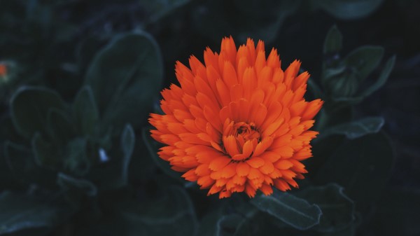 Flower Bud Petals Red Wallpaper