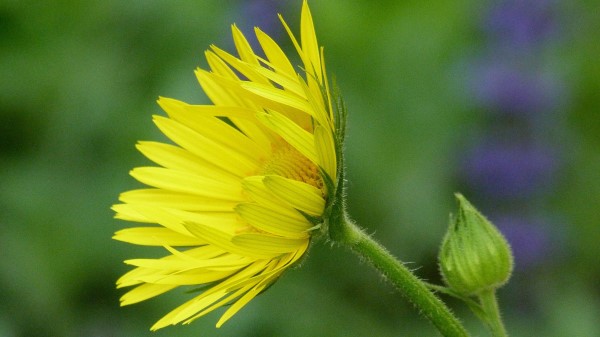 Flower Bud Stem Green Close Up Wallpaper