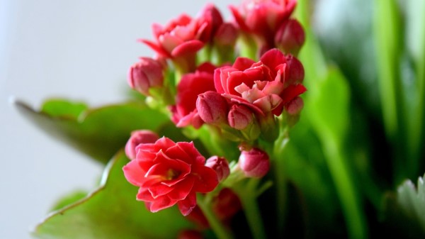 Flower Buds Blur Petals Wallpaper