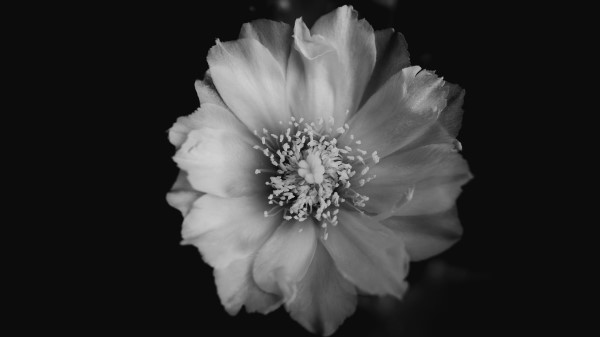 Flower Bw Bud Wallpaper